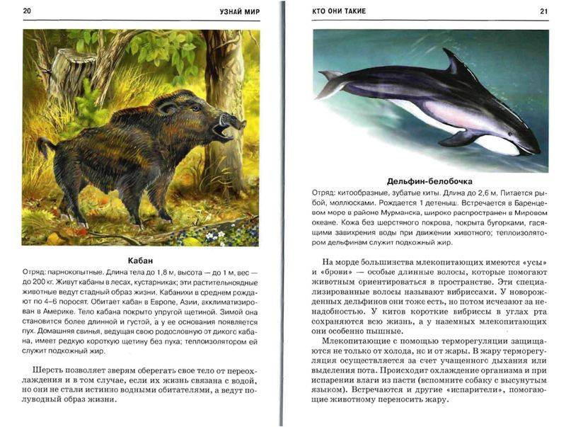 Иллюстрация 17 из 32 для Млекопитающие. Школьный путеводитель - Марк Махлин | Лабиринт - книги. Источник: Юта