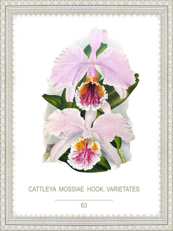 Иллюстрация 34 из 38 для Орхидеи. Линдения - иконография орхидей | Лабиринт - книги. Источник: Bad Girl