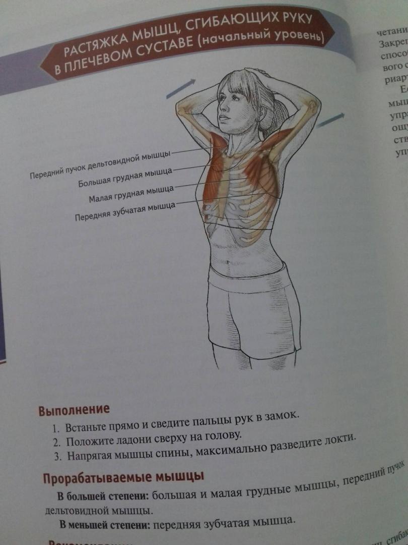 Иллюстрация 67 из 73 для Анатомия упражнений на растяжку - Нельсон, Кокконен | Лабиринт - книги. Источник: Степанов  Борис