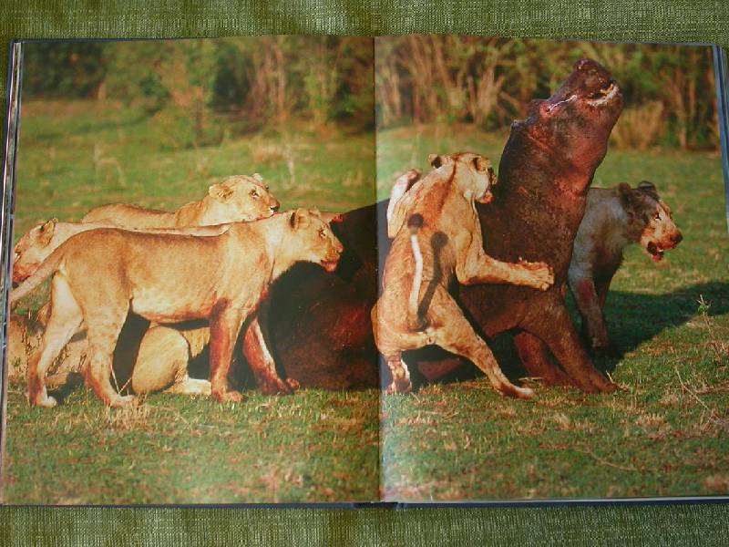 Иллюстрация 15 из 64 для Животные. Живая природа глазами фотографа - Стив Блум | Лабиринт - книги. Источник: 3N