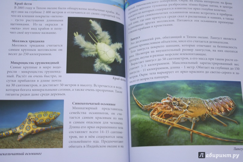 Иллюстрация 19 из 77 для Хочу знать. Подводный мир - Наталья Кульмина | Лабиринт - книги. Источник: kolobus