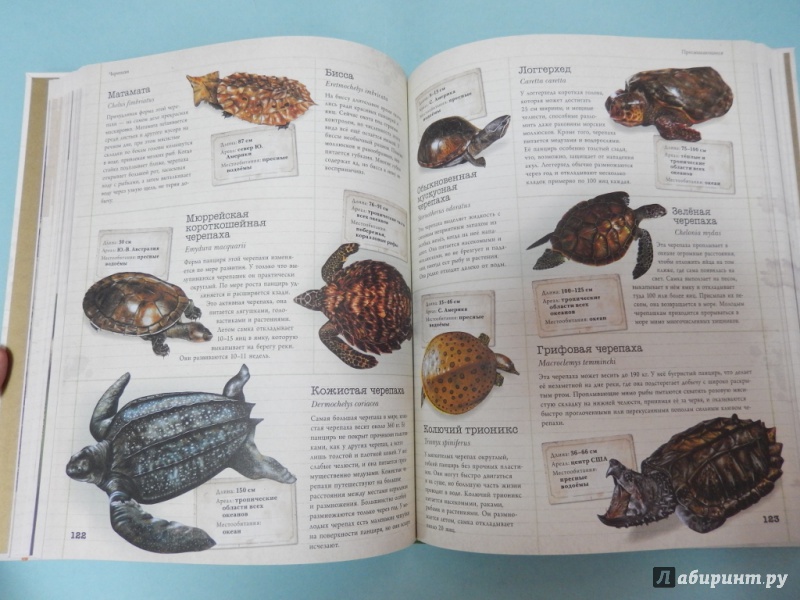 Иллюстрация 12 из 18 для Животные. Детская энциклопедия | Лабиринт - книги. Источник: dbyyb