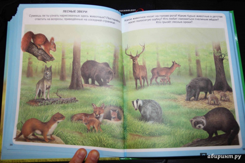 Иллюстрация 24 из 59 для Животные - Эмили Бомон | Лабиринт - книги. Источник: Vilvarin  Laurea