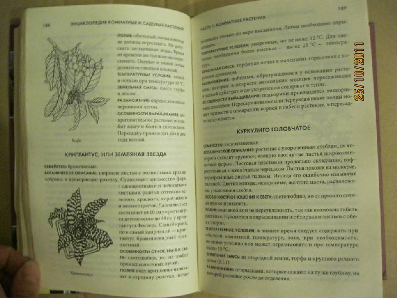 Иллюстрация 15 из 30 для Энциклопедия комнатных и садовых растений | Лабиринт - книги. Источник: Гилева  Любовь Валерьевна