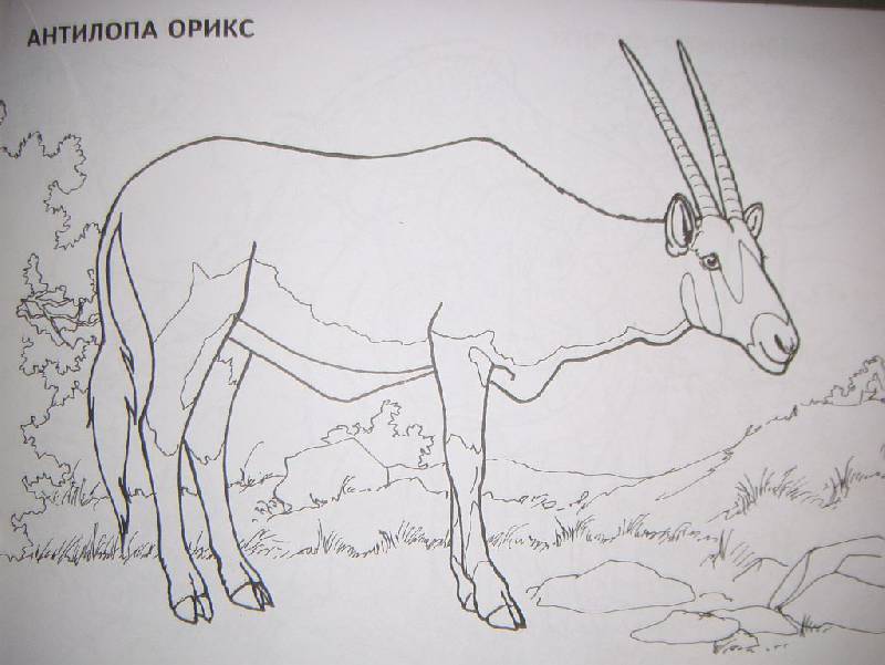 Иллюстрация 12 из 15 для Изучаем и раскрашиваем. Дикие животные. Африка | Лабиринт - книги. Источник: Iwolga