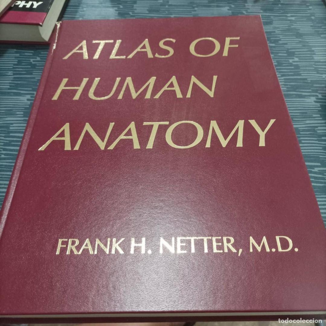 Иллюстрация 49 из 50 для Атлас анатомии человека - Фрэнк Неттер | Лабиринт - книги. Источник: Лабиринт