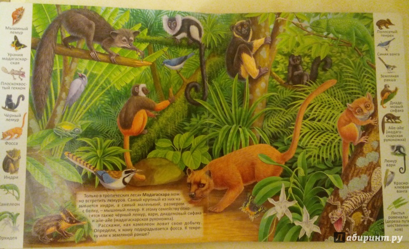 Иллюстрация 11 из 39 для Животные и растения тропических лесов | Лабиринт - книги. Источник: Валеева  Мария Федоровна