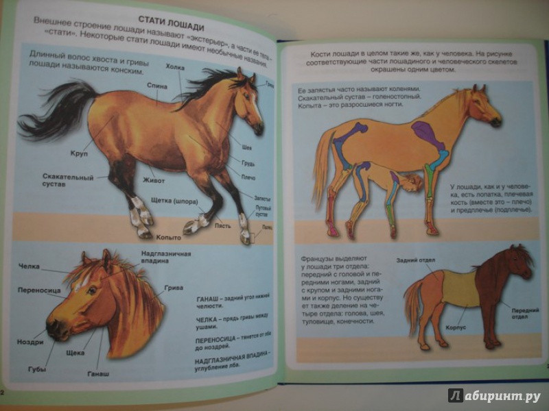 Иллюстрация 6 из 11 для Пони и лошади - Эмили Бомон | Лабиринт - книги. Источник: Сорокина  Лариса