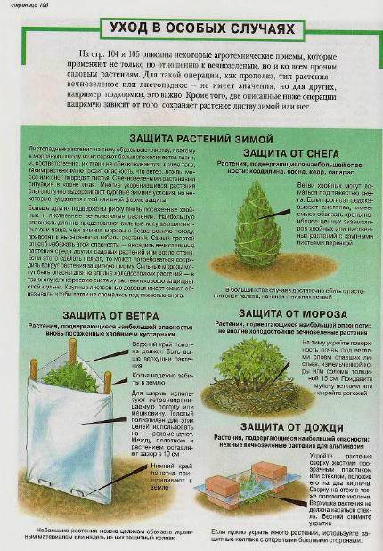 Иллюстрация 4 из 24 для Все о вечнозеленых растениях - Дэвид Хессайон | Лабиринт - книги. Источник: Galia