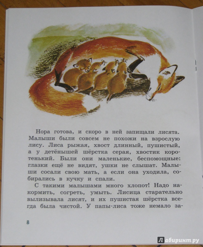 Иллюстрация 18 из 34 для Как лиса в лесу живёт - Вера Чаплина | Лабиринт - книги. Источник: Штерн  Яна