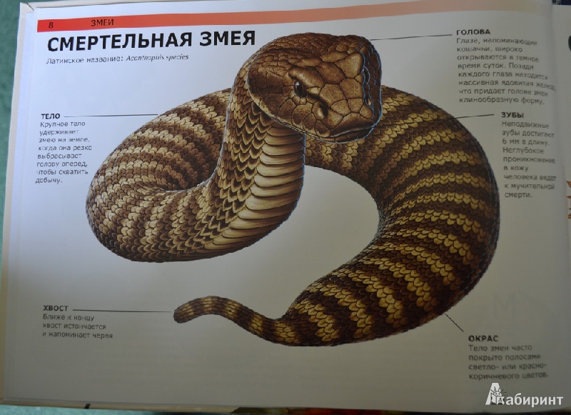 Иллюстрация 2 из 13 для Змеи и другие рептилии: самые страшные холоднокровные создания в мире - Сюзан Барраклаух | Лабиринт - книги. Источник: Irichka