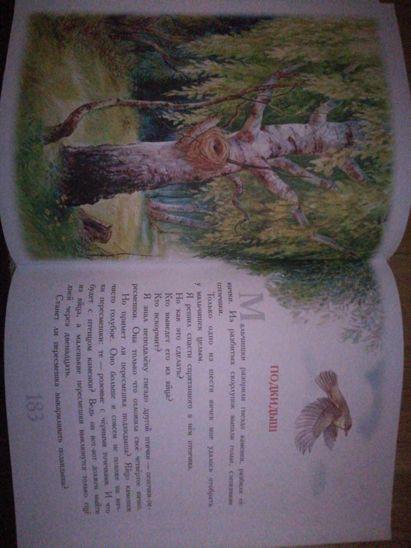 Иллюстрация 32 из 36 для Сказки для детей - Виталий Бианки | Лабиринт - книги. Источник: Голубова  Ирина