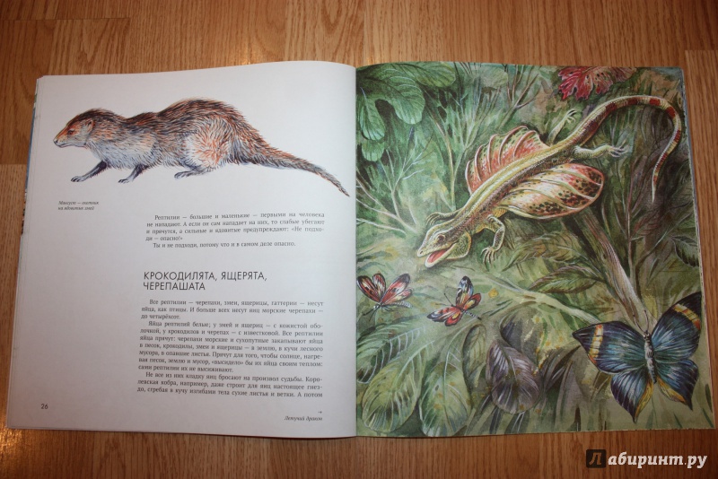 Иллюстрация 41 из 44 для Рептилии - Николай Сладков | Лабиринт - книги. Источник: Bradbury