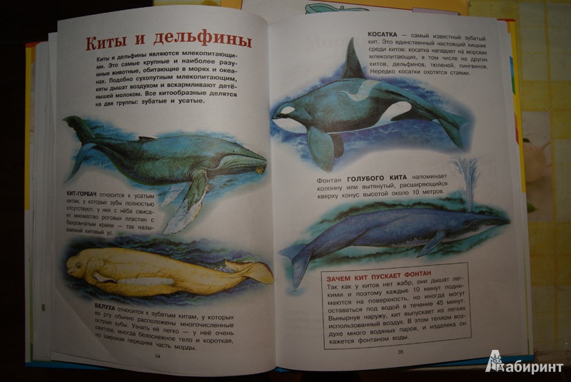 Иллюстрация 14 из 37 для Животные | Лабиринт - книги. Источник: Эрзюкова  Елена Алексеевна