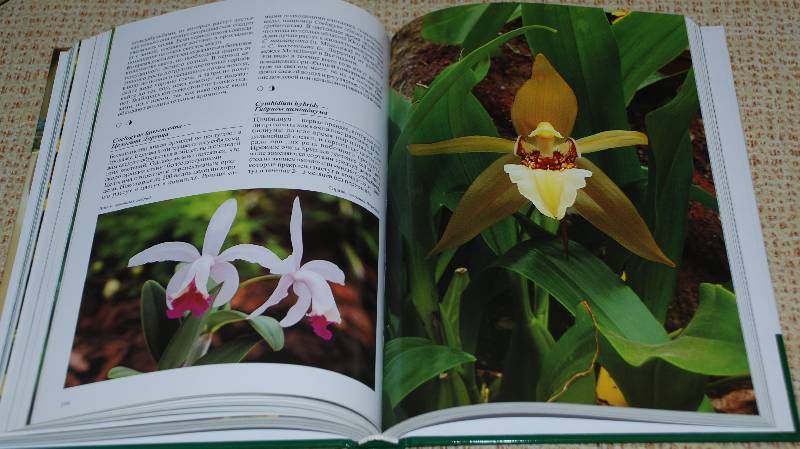 Иллюстрация 42 из 48 для Комнатные растения - Нико Вермейлен | Лабиринт - книги. Источник: МаRUSя