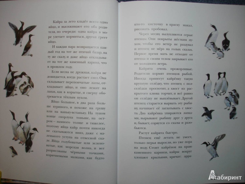 Иллюстрация 5 из 58 для Рассказы о природе, о птицах зверях и разных краях - Геннадий Снегирев | Лабиринт - книги. Источник: Сорокина  Лариса