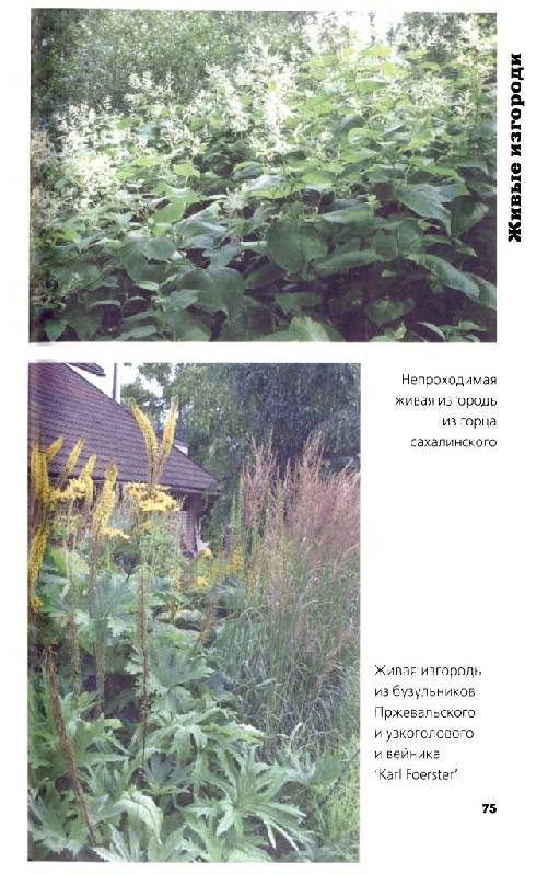 Иллюстрация 14 из 33 для Многолетние цветы в дизайне сада: Эффектные гиганты - Светлана Воронина | Лабиринт - книги. Источник: Юта