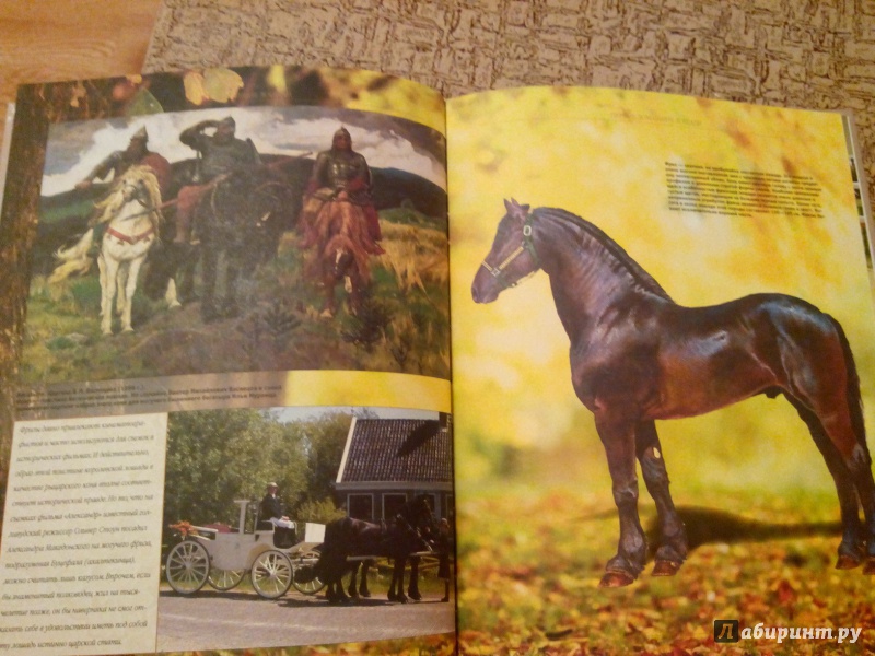 Иллюстрация 10 из 10 для Лошади и пони - Владимир Жабцев | Лабиринт - книги. Источник: Сажина  Александра Андреевна