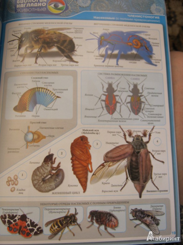 Иллюстрация 4 из 8 для Биология наглядно. Животные - Владимир Тимоханов | Лабиринт - книги. Источник: Евгения39