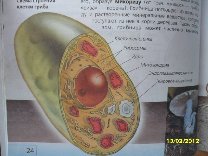 В клетках грибов есть ядро. Строение грибной клетки 7 класс. Строение клетки гриба. Грибная клетка биология.