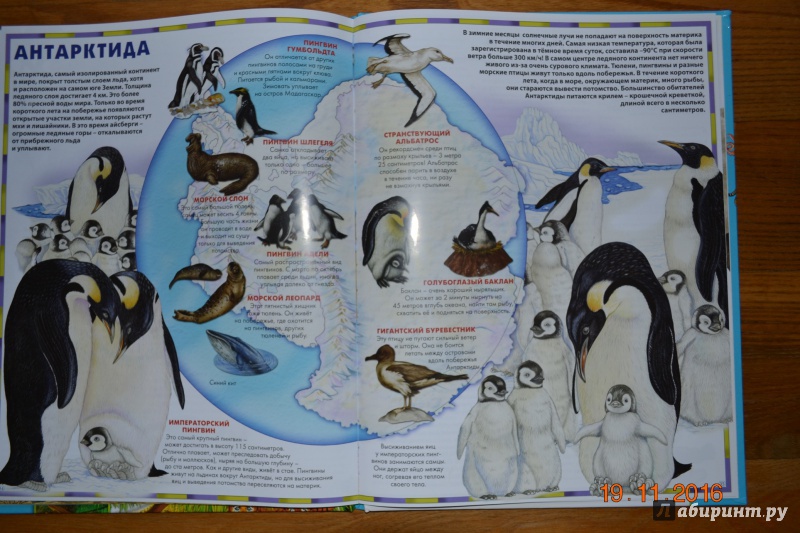 Иллюстрация 42 из 48 для Атлас животного мира | Лабиринт - книги. Источник: Белоус Марина