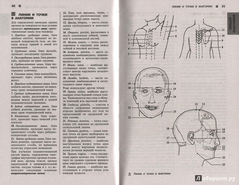 Иллюстрация 2 из 21 для Справочный атлас анатомии человека (На основе Международной анатомической терминологии) - Рудольф Самусев | Лабиринт - книги. Источник: Andrey29