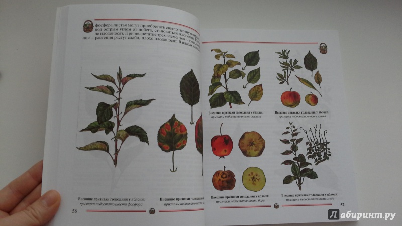 Иллюстрация 19 из 45 для Ранний урожай плодов, ягод. Пособие для садоводов-любителей - Александр Ракитин | Лабиринт - книги. Источник: Татьян@
