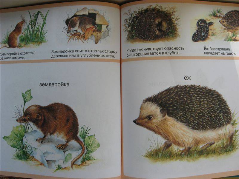 Иллюстрация 16 из 35 для Животные - Мари-Рене Пимон | Лабиринт - книги. Источник: Юта
