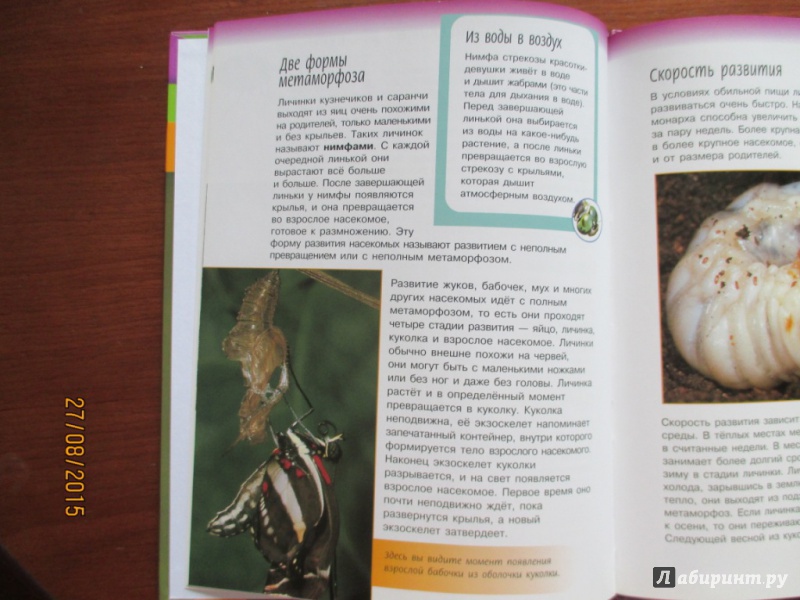 Иллюстрация 26 из 27 для Жизненный цикл насекомых - Спилсбери, Спилсбери | Лабиринт - книги. Источник: Марина Епифанцева
