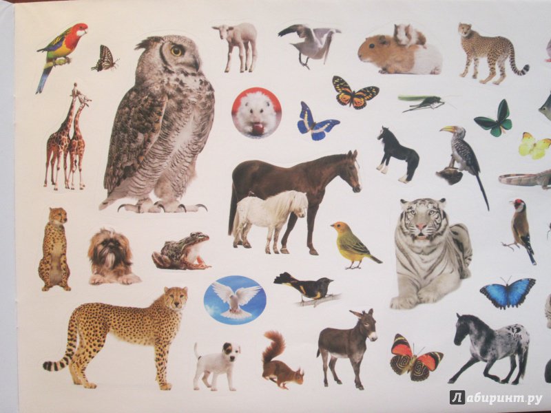 Иллюстрация 17 из 30 для Животные | Лабиринт - книги. Источник: NiNon