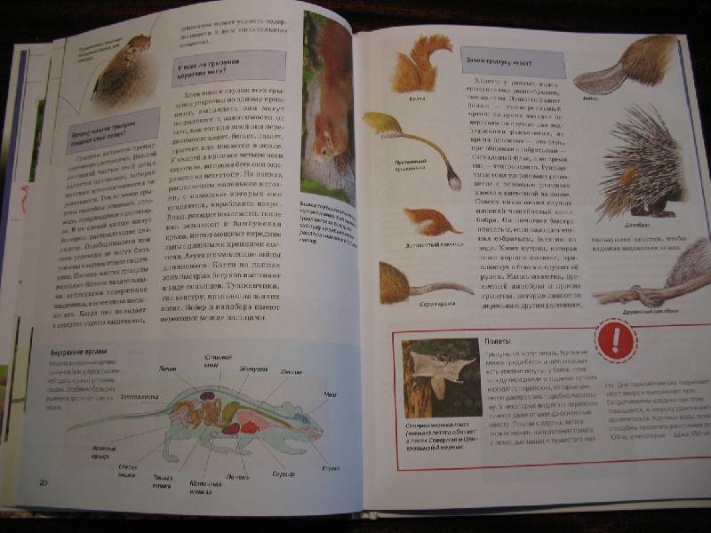 Иллюстрация 8 из 17 для Зачем и почему. Хомяки, бобры и другие грызуны - Сабина Штегхаус-Ковач | Лабиринт - книги. Источник: tayana