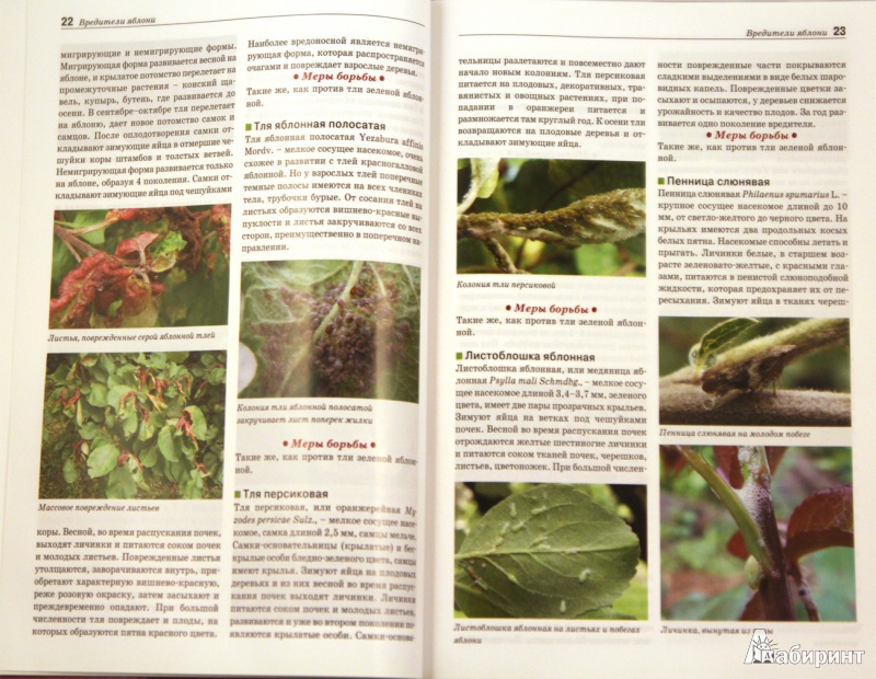 Иллюстрация 4 из 32 для Болезни и вредители плодовых растений. Атлас-определитель - Трейвас, Каштанова | Лабиринт - книги. Источник: Sysoy