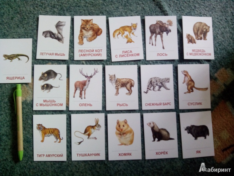 Иллюстрация 3 из 14 для Раздаточные карточки "Дикие животные - 2" (16 карточек) | Лабиринт - книги. Источник: Харченко  Ольга