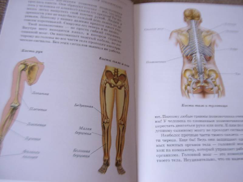 Иллюстрация 38 из 47 для Анатомия человека - Сергей Афонькин | Лабиринт - книги. Источник: Дядя Ваня