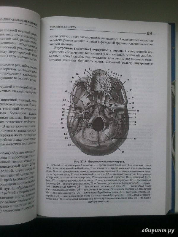 Иллюстрация 19 из 21 для Атлас: анатомия и физиология человека - Билич, Зигалова | Лабиринт - книги. Источник: Лабиринт
