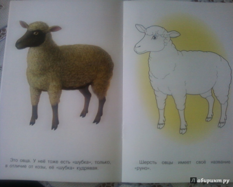 Иллюстрация 5 из 22 для Раскраска. Домашние животные | Лабиринт - книги. Источник: Родионова  Надежда