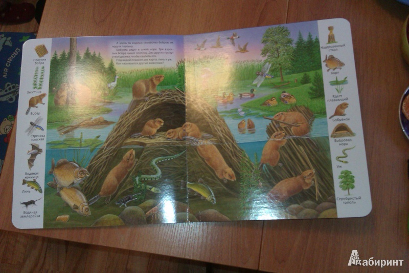 Иллюстрация 16 из 29 для В пруду и у реки | Лабиринт - книги. Источник: galchonok755