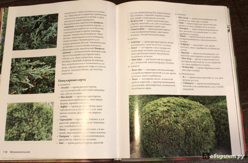 Иллюстрация 4 из 33 для Современное декоративное садоводство. Деревья и кустарники (+CD) | Лабиринт - книги. Источник: fionna_cake