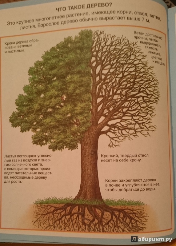 Иллюстрация 19 из 61 для Жизнь леса - Мари-Рене Пимон | Лабиринт - книги. Источник: suntale