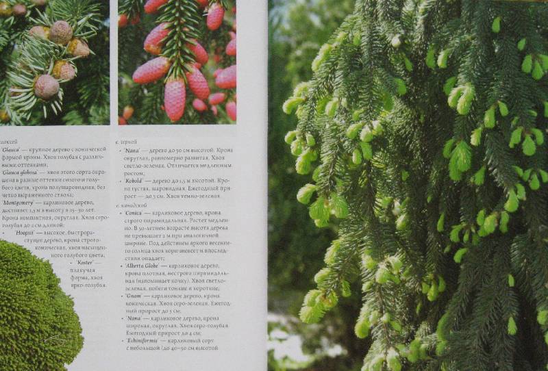 Иллюстрация 28 из 33 для Современное декоративное садоводство. Деревья и кустарники (+CD) | Лабиринт - книги. Источник: Флоренция