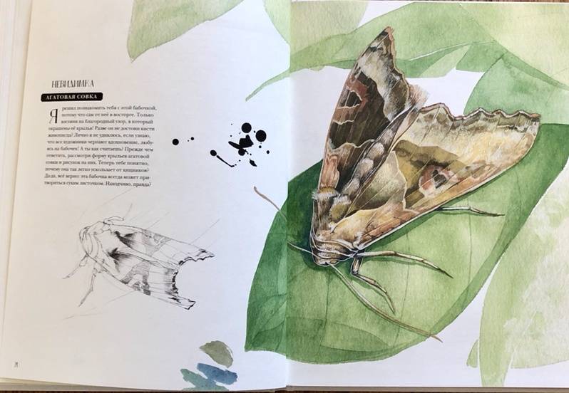 Иллюстрация 107 из 127 для Музей живых насекомых - Франсуа Лассерр | Лабиринт - книги. Источник: S  Victoria
