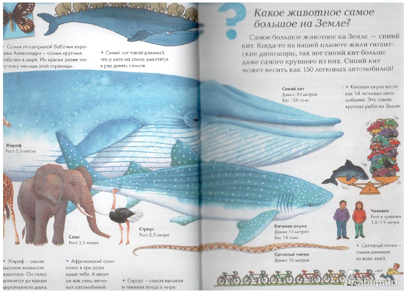 Иллюстрация 3 из 17 для Мир животных | Лабиринт - книги. Источник: gabi