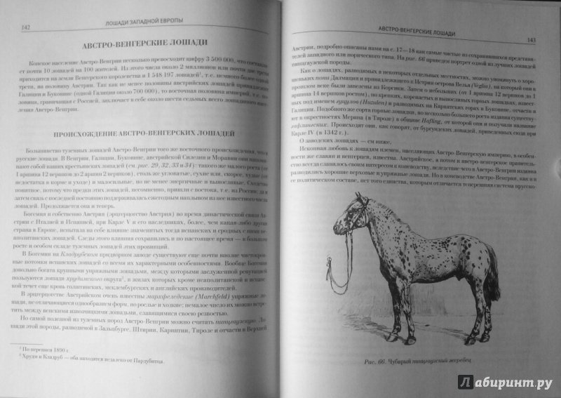 Иллюстрация 11 из 11 для Лошади. Конские породы - Симонов, Мердер | Лабиринт - книги. Источник: SiB