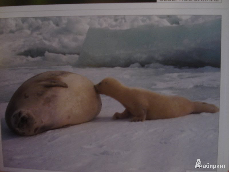 Иллюстрация 2 из 11 для Мир в картинках. Арктика и Антарктика. 3-7лет. | Лабиринт - книги. Источник: Lubochka