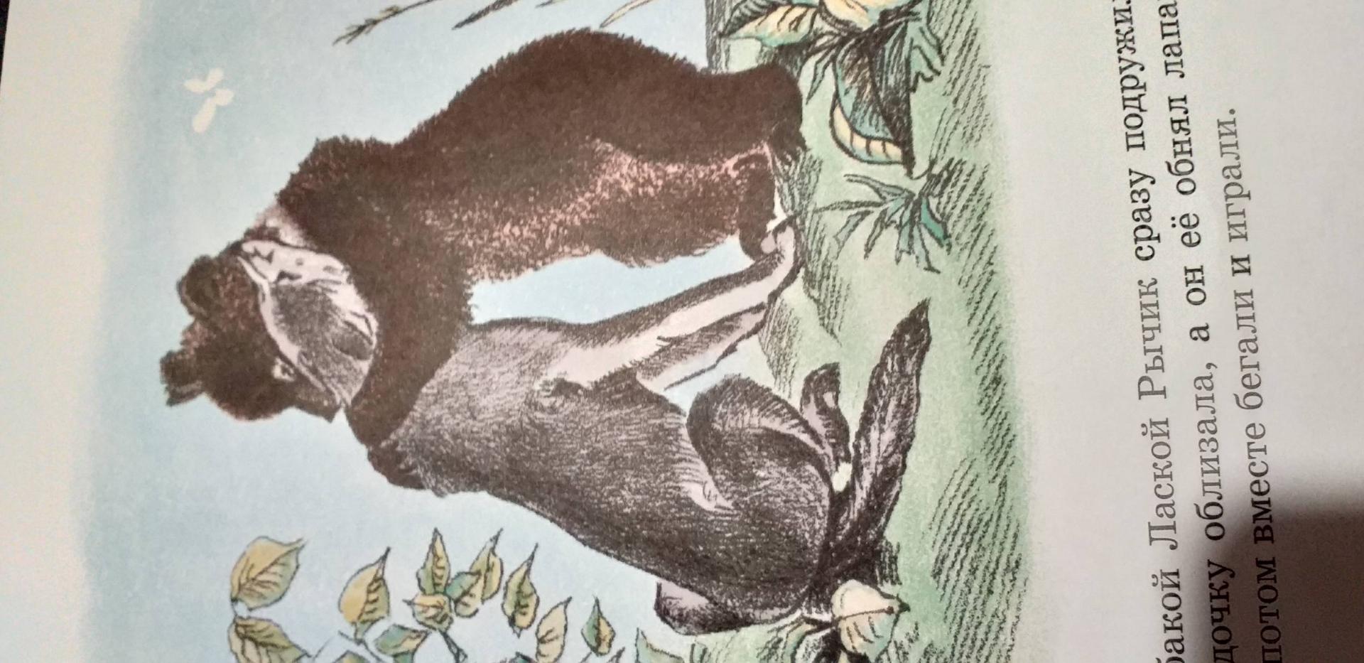 Иллюстрация 32 из 34 для Медвежонок Рычик и его товарищи - Вера Чаплина | Лабиринт - книги. Источник: Лабиринт