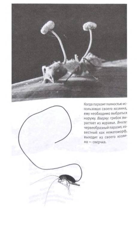 Иллюстрация 13 из 24 для Паразиты: Тайный мир - Карл Циммер | Лабиринт - книги. Источник: Бутузов  Виталий