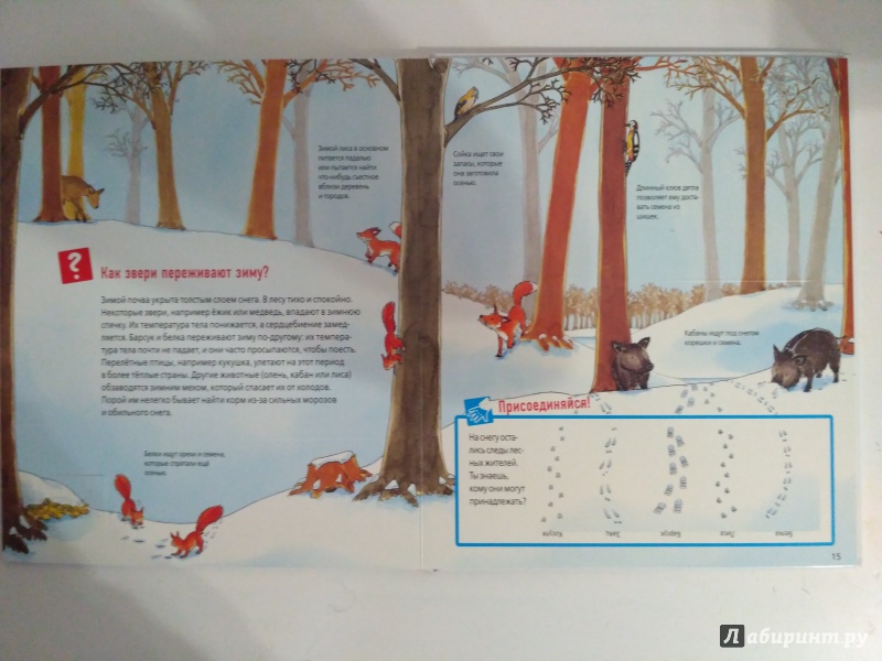 Иллюстрация 40 из 53 для Животные в лесу - Штаубер, Германн | Лабиринт - книги. Источник: Самкнулова  Ольга