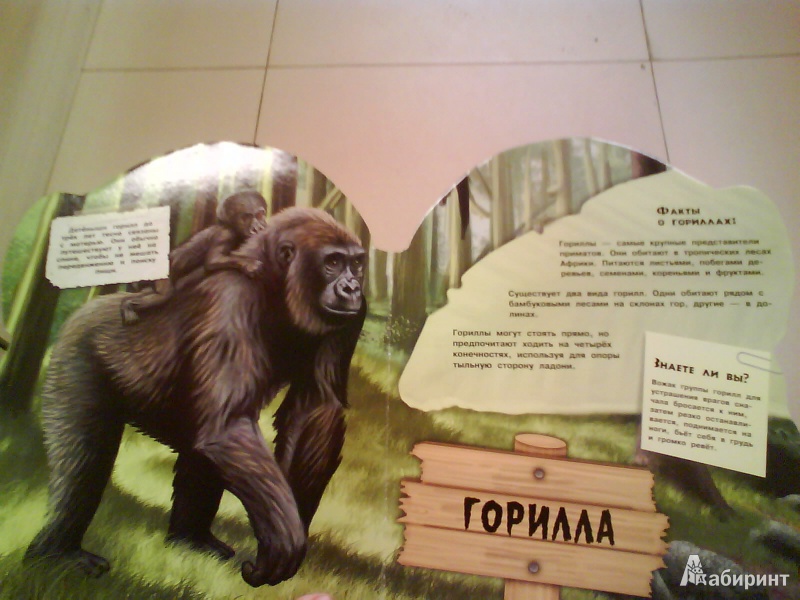 Иллюстрация 6 из 13 для Дикие животные. Умные обезьяны | Лабиринт - книги. Источник: Мила