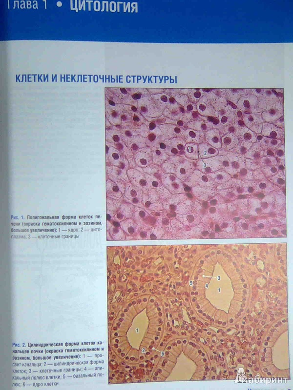 Иллюстрация 4 из 10 для Гистология, цитология и эмбриология. Атлас - Гемонов, Лаврова | Лабиринт - книги. Источник: Салус