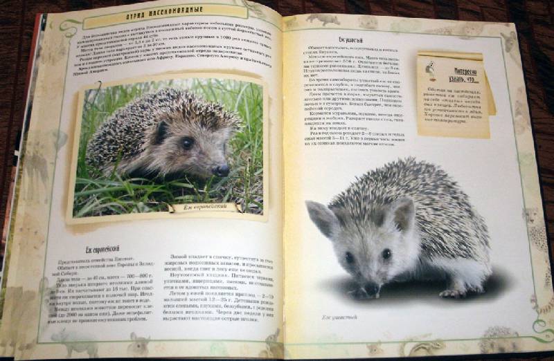 Иллюстрация 4 из 7 для В мире животных. Млекопитающие - Т. Станкевич | Лабиринт - книги. Источник: Ёжик